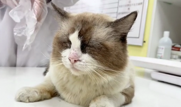 流浪品種貓被送來醫院，大家都表示很困惑：怎麼布偶貓也有人丟？