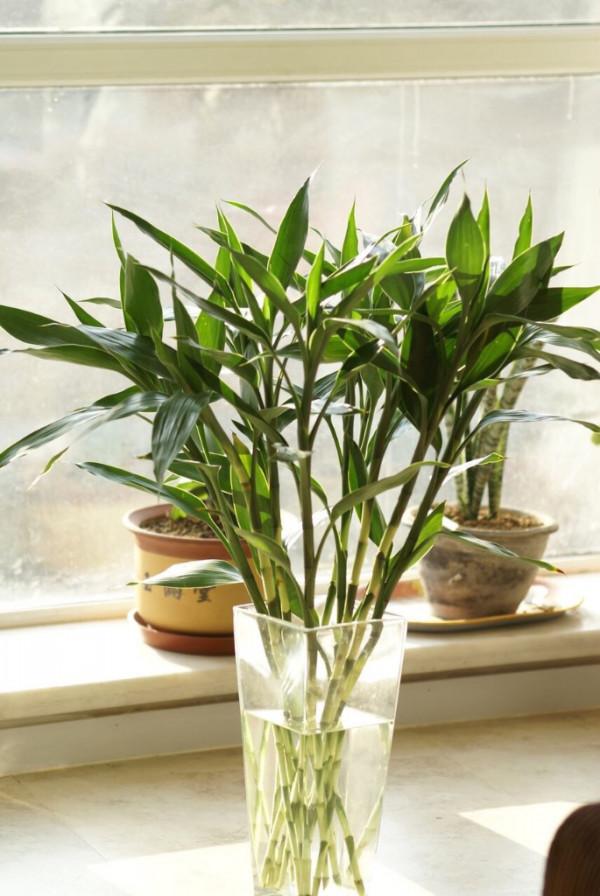 五大“吉祥花”,適合養客廳,喜歡養一盆,越養越“貴氣” 五大“吉祥花”,適合養客廳,喜歡養一盆,越養越“貴氣”