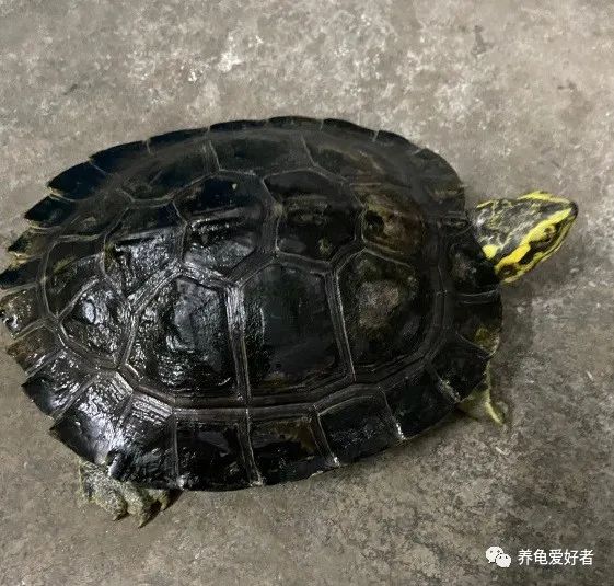 你以為只要夠熱度龜就沒事啦?天真 你以為只要夠熱度龜就沒事啦?天真
