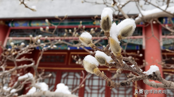 難覽觀園全畫景 雪覆臘梅一隅香&mdash;&mdash;踏雪尋遊北京大觀園