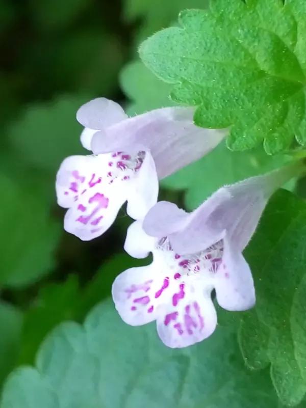 《百花集》（二百六十七）