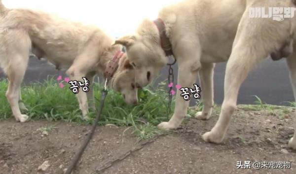 狗媽生了50只一模一樣的狗崽...裝監控、DNA鑑定只為找出渣爹 狗媽生了50只一模一樣的狗崽...裝監控、DNA鑑定只為找出渣爹