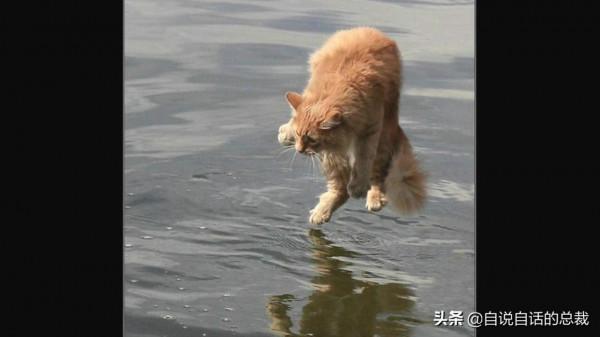 液體貓咪之謎：為什麼說貓都是液體？這竟然是被證明過的科學結論