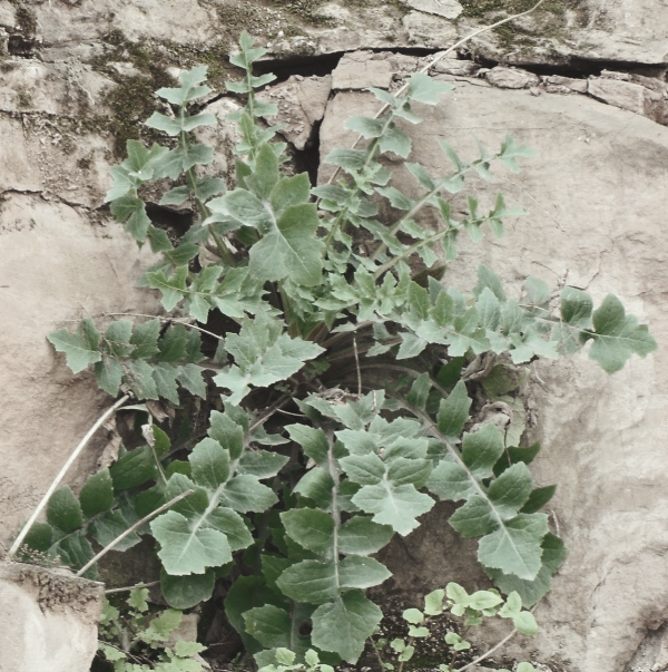 85年反蠶食鬥爭，直升機吊運邊防團長遺體，牧民含淚：看，他在飛