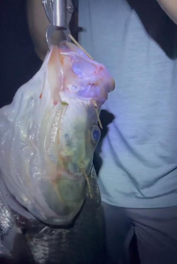 26斤！小夥釣起西江“翹嘴魚王”，網友：中看不中用，肉老難吃