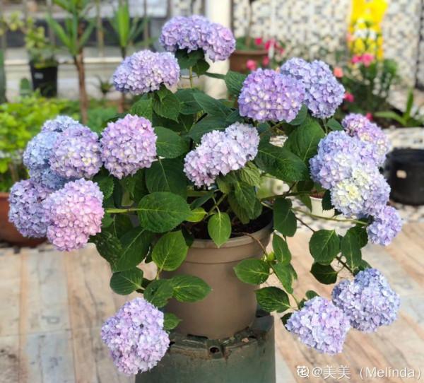 超耐陰的繡球花，放陰涼地也能開爆盆，顏色奼紫嫣紅
