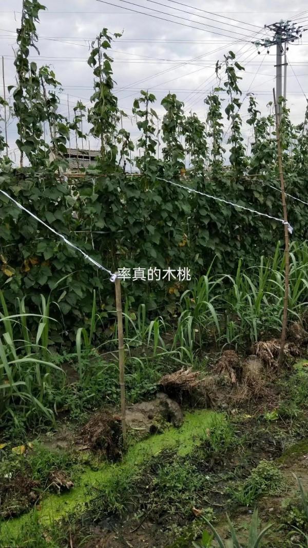 寧靜午後，江南村莊