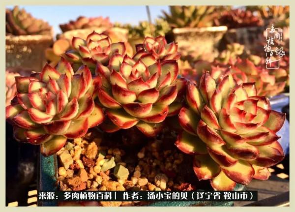 大東北的漫長冬季，我與多肉一起冬眠