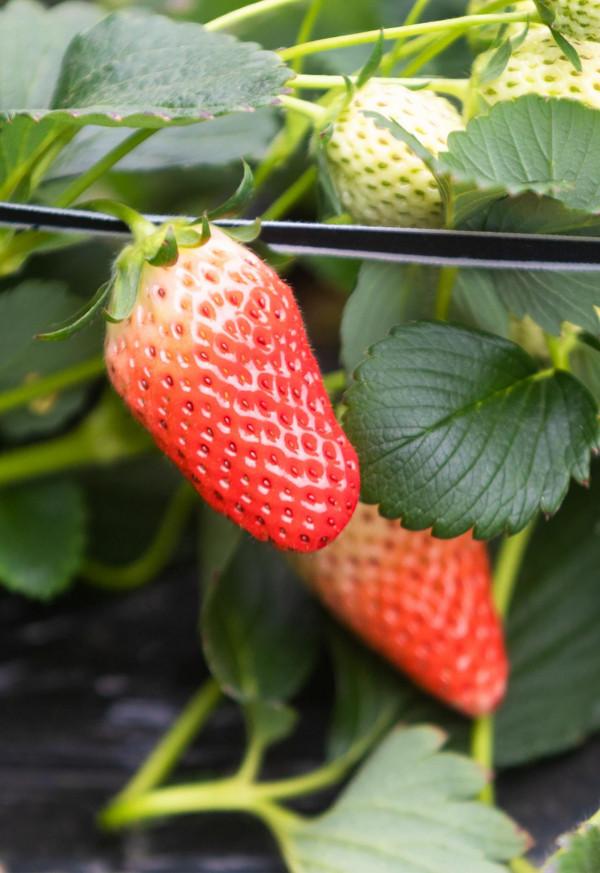 草莓&OpenCurlyDoubleQuote;吃&rdquo;上中草藥，效果真是不一般