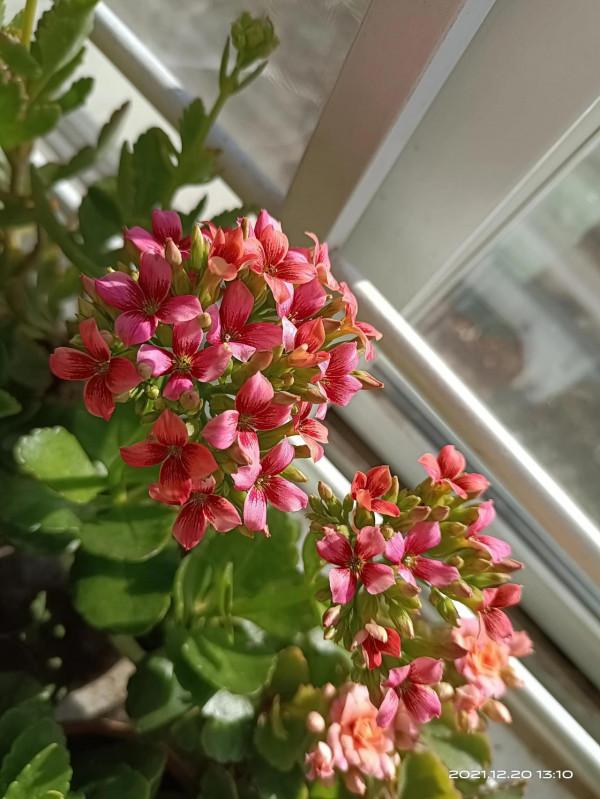 冬天才是賞花天啊