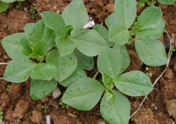 習慣吃果實的6種蔬菜，葉子不要再扔了可以吃，營養價值比果實高