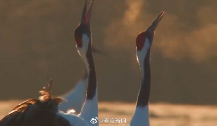 丹頂鶴也是個禿頂 丹頂鶴也是個禿頂