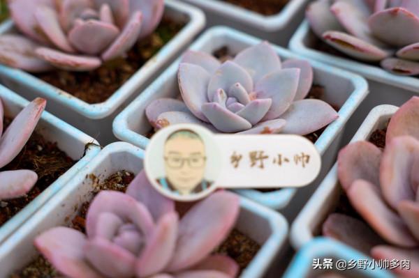 冬季是養出花心的季節,小帥介紹5款多肉,個個狀態驚豔 冬季是養出花心的季節,小帥介紹5款多肉,個個狀態驚豔