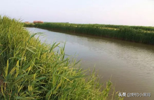 俗話說”釣鯉魚靠守,釣草魚靠勤”,透過對比,帶你走出釣魚誤區 俗話說”釣鯉魚靠守,釣草魚靠勤”,透過對比,帶你走出釣魚誤區