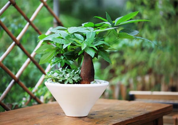 有些花就要陰著養，暴曬的後果你懂得