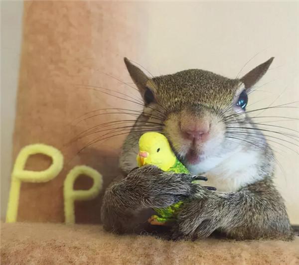 小松鼠說找到新窩啦 小松鼠說找到新窩啦