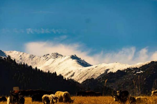武威冰溝河，讓你感動一泓清水間靈動的祁連