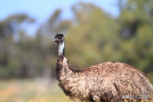 東江攬勝:收集常見鳥類圖譜之陸禽篇,攝鳥人自留地,建議收藏 東江攬勝:收集常見鳥類圖譜之陸禽篇,攝鳥人自留地,建議收藏
