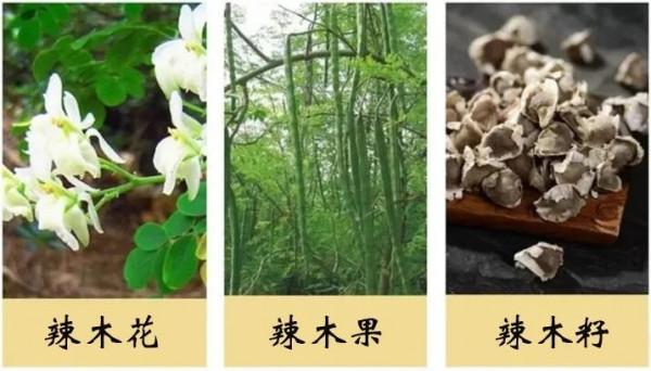 傳說中的辣木籽，真的有那麼“神”？