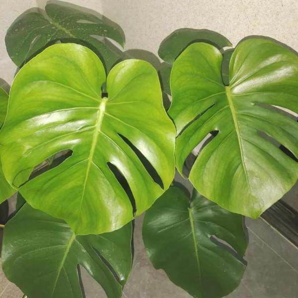 家裡養這5種花，噴水越多長得越旺，手勤快養得最好