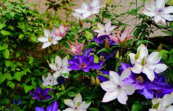 “富養”4種花，用大盆長得旺，壽命還很長，養成老樁更值錢