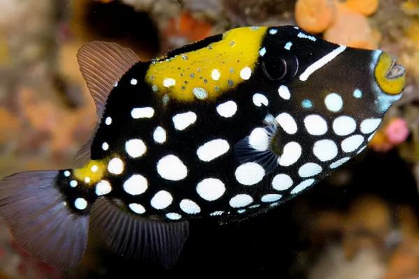 炮彈魚:不僅長得像炮彈,脾氣還很火爆 炮彈魚:不僅長得像炮彈,脾氣還很火爆