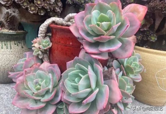 買多肉的時候歡天喜地，買回家發愁了，一大筐子，該咋辦？