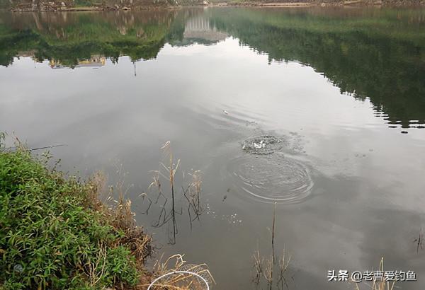 黃顙魚是“水蜂子”？並不是，身價相差10倍，牢記3大特徵好分辨
