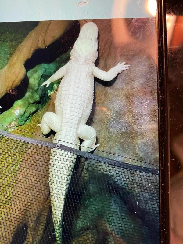 快來欣賞這些可愛的動物們