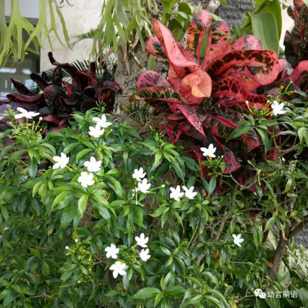 巴厘島旅遊之聽導遊講巴厘島 巴厘島旅遊之聽導遊講巴厘島