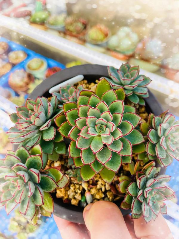 空中花園成就了我的夢想