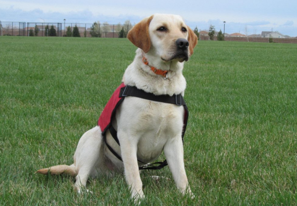 狗狗排行榜之無攻擊性的犬種，最適合家養了