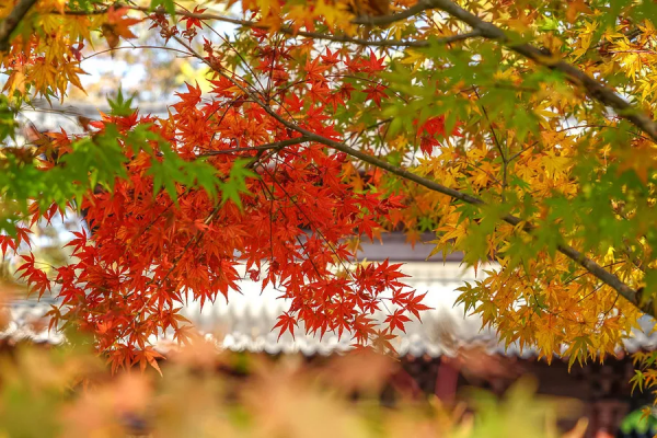 秋日漸紅,一眼就愛上的國內四大賞楓勝地 秋日漸紅,一眼就愛上的國內四大賞楓勝地