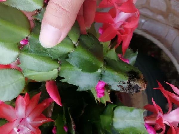 蟹爪蘭軟趴趴，葉子蔫不開花，避開3個&OpenCurlyDoubleQuote;痛點&rdquo;，過年開成花大樹