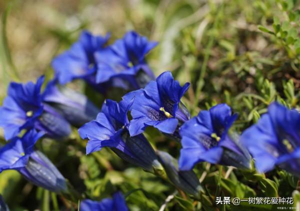 一年四季種啥花，推薦這56種花，詳細特點，讓你買到更適合自己的