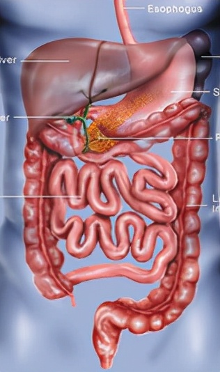 菊花出血！痔瘡？肛裂？結腸出血？大腸癌？教你如何分辨