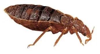 聊齋故事:蝨子精招婿 聊齋故事:蝨子精招婿