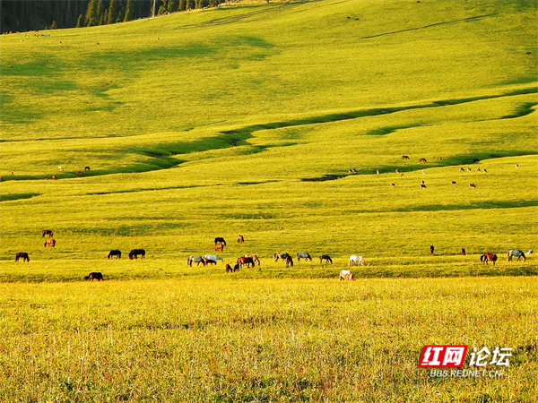 帶你看看網友鏡頭下“那拉提養蜂女”生活的草原有多美
