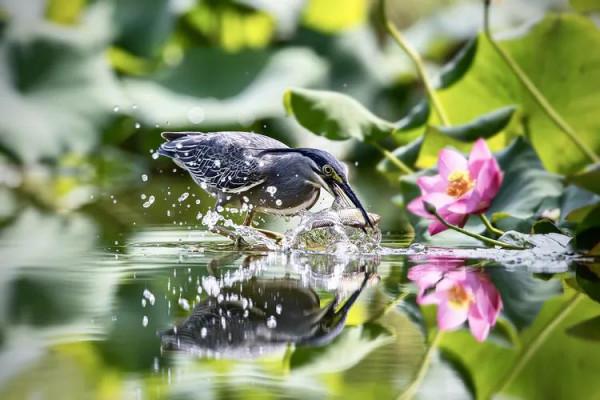 這敏健的身手，絕了