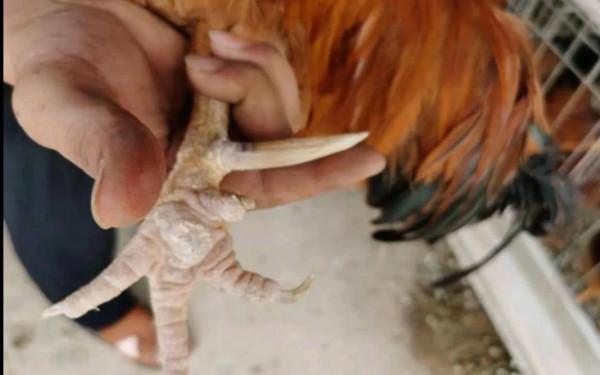 農村老鐵深山養土雞，年賺千萬逆襲成土豪，他是怎樣成功緻富的呢