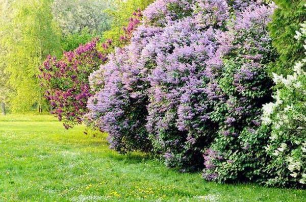 歐洲丁香花不僅香味濃郁，東北能地栽越冬，還能長成大樹