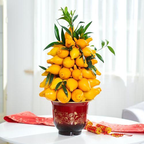 馬上就要過年了,還在為買什麼年宵花發愁嗎?推薦36種供你參考 馬上就要過年了,還在為買什麼年宵花發愁嗎?推薦36種供你參考