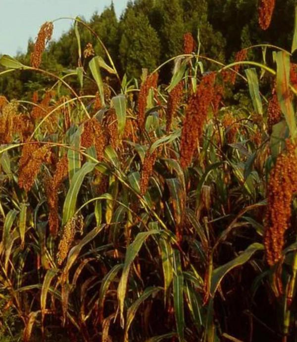 國慶當天,隨禮近8000元,親臨現場5家,還有來氣的,過節好累 國慶當天,隨禮近8000元,親臨現場5家,還有來氣的,過節好累