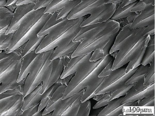 基於仿生表面的邊界層減阻研究假設及最新應用 基於仿生表面的邊界層減阻研究假設及最新應用
