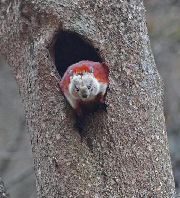 這種小動物,你見過嗎? 這種小動物,你見過嗎?