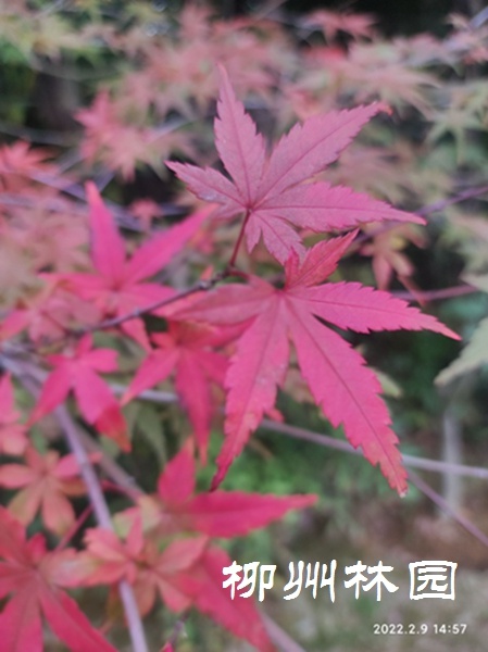 「綠化處」楓葉映霜紅 片片楓葉情