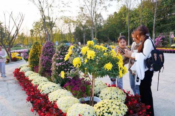 200種菊花盛開迷人眼 農林大學成網紅打卡地
