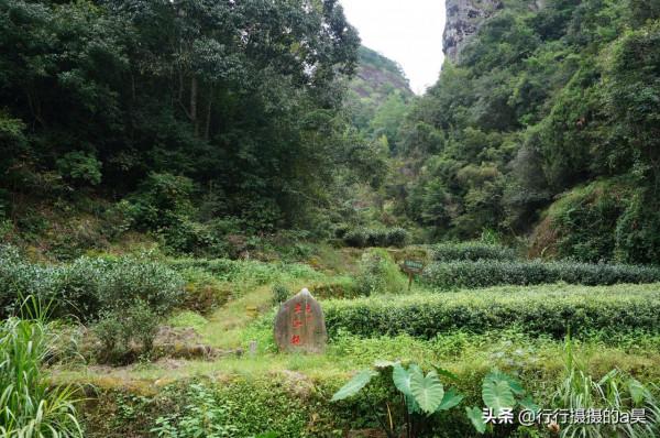 來過武夷山之後，才知道的5條武夷巖茶冷知識