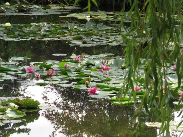 科普 | 莫奈花園——花園中的自然 水園中的睡蓮 科普 | 莫奈花園——花園中的自然 水園中的睡蓮