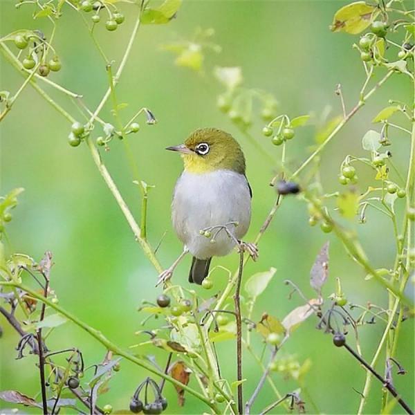 畫中只有美麗的鳥兒